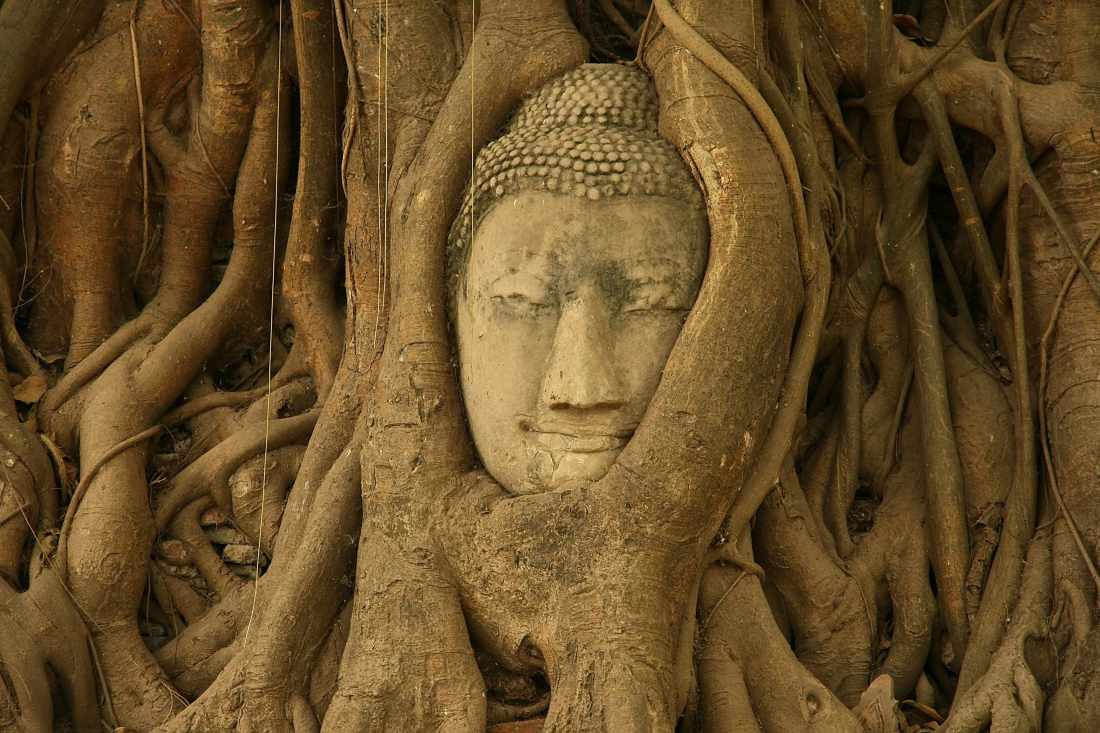 Stone Buddha head enveloped by roots