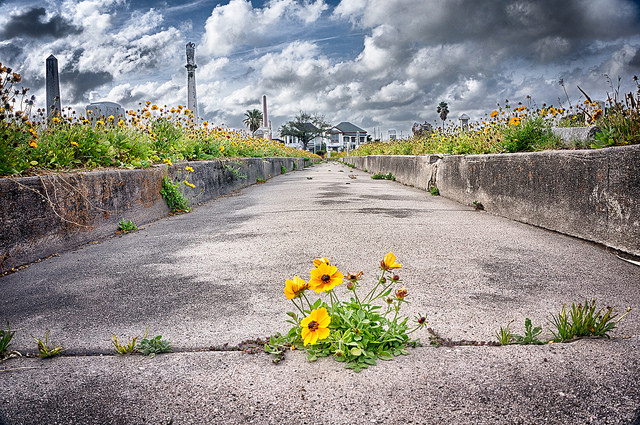 Weeds grow on a concrete pathway in a cemetery in Galveston, Texas