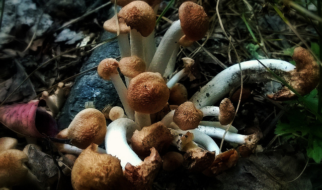 MagicMushrooms